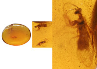 Burmese amber with insect; Cretaceous layer (> 66 million years). Two lacewings – one a scarce Mantisfly. 0.56 g, 17 mm