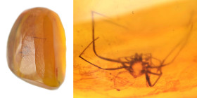 Burmese amber with insect; Cretaceous layer (> 66 million years). Spider. 0.46 g, 14 mm