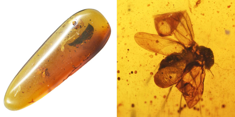 Burmese amber with insect; Cretaceous layer (> 66 million years). Pscoptera (Boo...