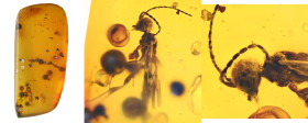 Burmese amber with insect; Cretaceous layer (> 66 million years). Wasp. 0.37 g, 19 mm