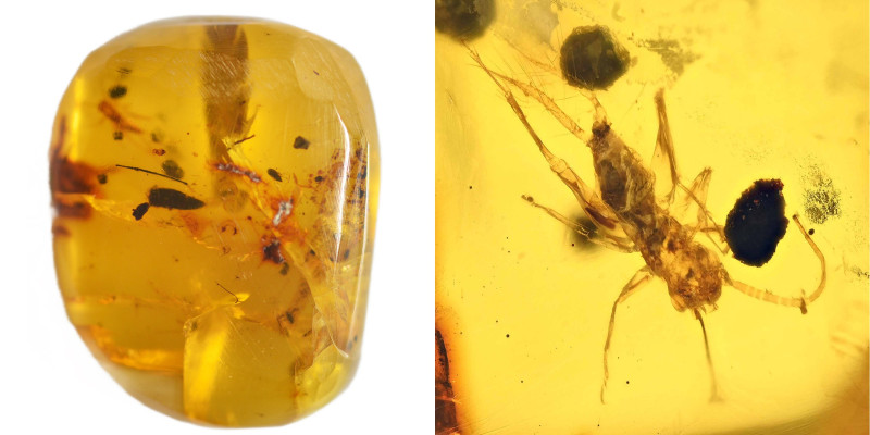 Burmese amber with insect; Cretaceous layer (> 66 million years). Cricket. 0.65 ...