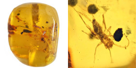 Burmese amber with insect; Cretaceous layer (> 66 million years). Cricket. 0.65 g, 16 mm