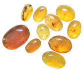 A group of ten pieces of Burmese amber with insect; Cretaceous layer (> 66 million years). All containing various insects together with other inclusio...