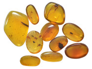 A group of ten pieces of Burmese amber with insect; Cretaceous layer (> 66 million years). All containing various insects together with other inclusio...