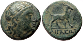Aeolis, Aegae (1st-2nd centuries BC) AE (Bronze, 3.66g, 15mm)
Obv: Laureate head of Apollo right.
Rev: AIΓΑEΩΝ, Goat walking right.
Ref: BMC 10-11....