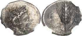 GRÈCE ANTIQUE - GREEK
Lucanie, Métaponte. Diobole ND (325-275 av. J.-C.), Métaponte.
Av. Tête laurée à droite de Zeus-Ammon, avec corne de bélier auto...