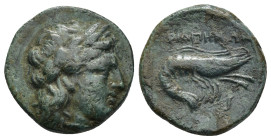 MYSIA, Priapos. 1st century BC. Æ (19mm, 5.63 g). Laureate head of Apollo right / Shrimp.