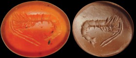 A roman carnelian intaglio. Crostacean (shrimp). Bright stone colour. 1st-2nd century A.D.
10 x 9 x 3 mm