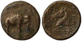 Seleukos I. Nikator. (300-280 BC). Bronze . (20mm 9,18g) Apamea. Obv: Elephant standing right. Rev: BAΣIΛEΩΣ ΣEΛEYKOY. horse's head left. anchor left ...
