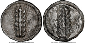 LUCANIA. Metapontum. Ca. 510-470 BC. AR stater (24mm, 12h). NGC Choice VF. META, grain ear; guilloche border on raised rim / Incuse grain ear; striate...