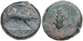 Greek Italy. Northern Apulia, Ausculum. AE 20.5 mm. c. 300-275 BC. Obv. Boar charging right; above, spearhead; in exergue, AYCKΛIN. Rev. Barley-ear wi...