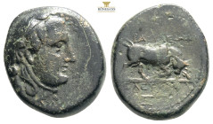 Seleukid Kings of Syria, Seleukos I Nikator (312-281 BC) AE 280s BC Seleucia II.
Obv: Laureate head of Apollo right.
Rev: BAΣΙΛΕΩΣ ΣEΛEYKOY, Bull butt...