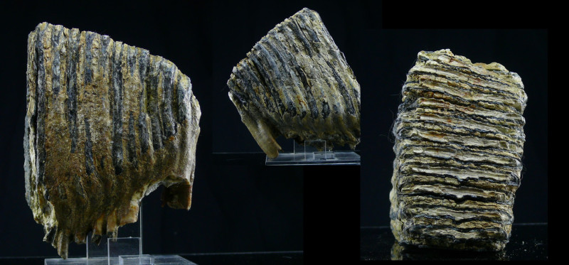 Pléistocène - Dent / Molaire de mammouth fossilisée - 50000 / 15000 ans
Importa...