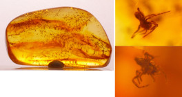 Baltique - Bloc d'ambre avec inclusion d'insectes - 40 millions d'année