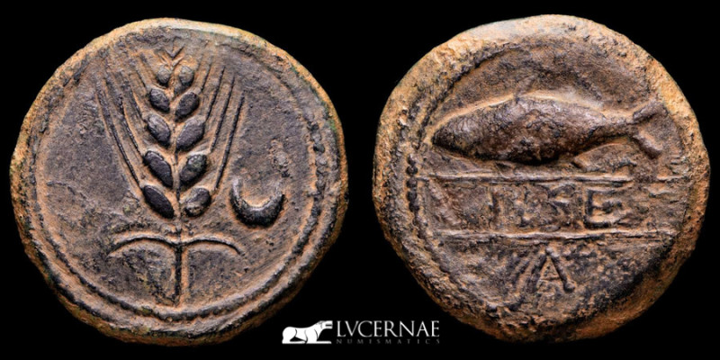 Ancient Hispania- Ilipense (Alcalá del Río, Sevilla). Bronze As (19,12 g, 31 mm....
