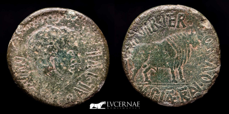 Roman Hispania - Augustus (27 BC -14 AD) bronze As minted in Calagurris (Calahor...