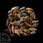 Stone Age Flint Leaf-Shaped Arrowhead Group
