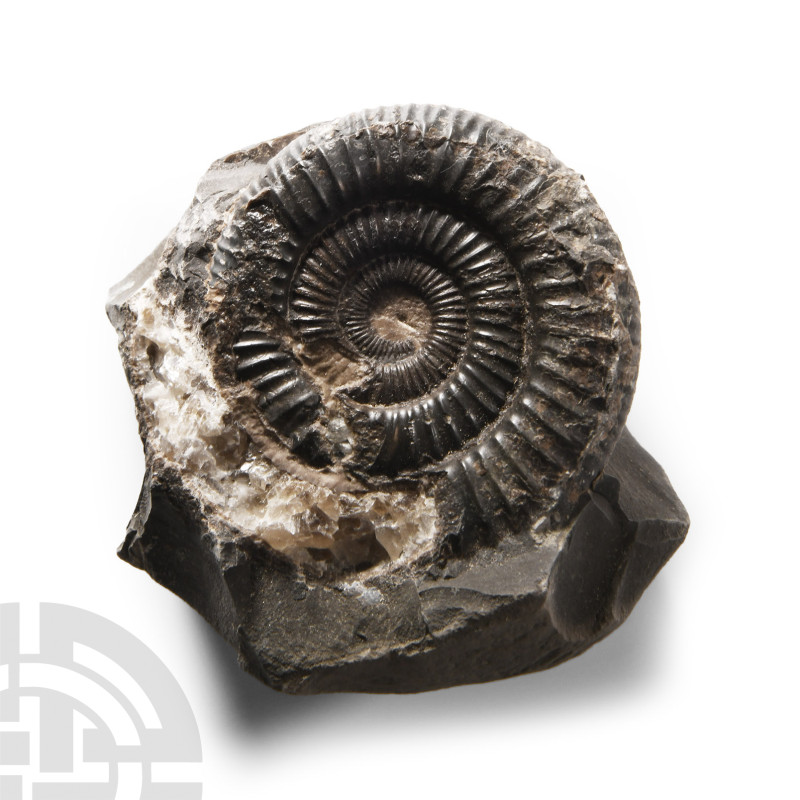 Natural History - Whitby Dac Fossil Ammonite
Lower Jurassic Period, Toarcian St...