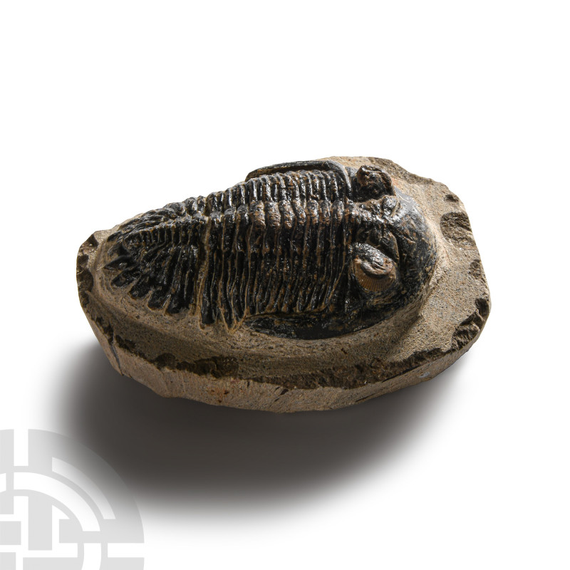 Natural History - Fossil Hollardops Mesacristata Trilobite
Devonian Period, cir...