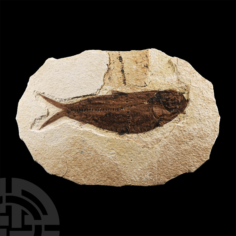 Natural History - Diplomystus Fossil Fish
Eocene Period, circa 56-33 million ye...