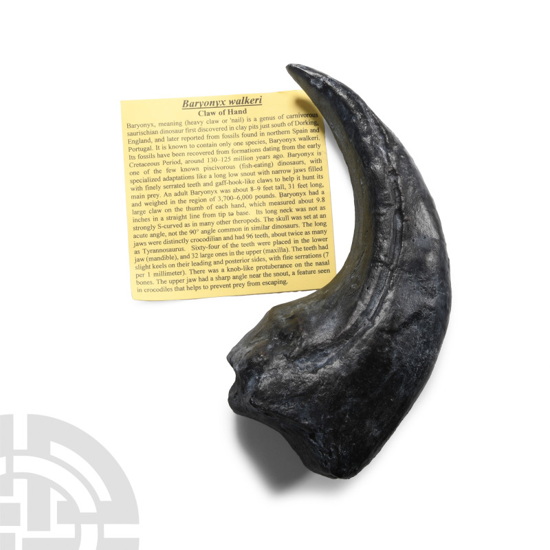 Natural History - UK Baryonyx Hand Claw Replica
A museum-quality reproduction o...