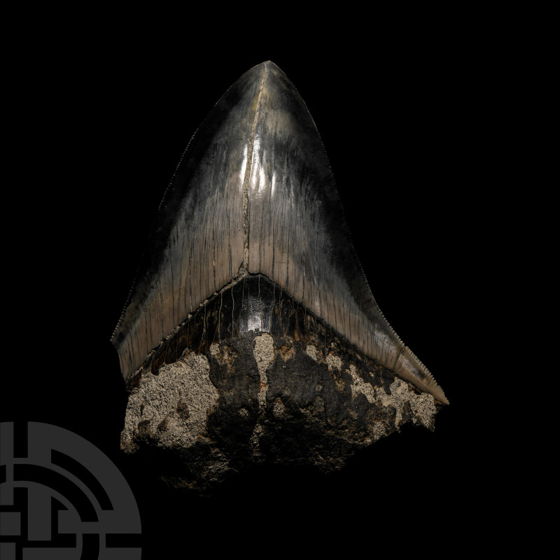 Natural History - Megalodon Giant Shark Fossil Tooth
Pliocene Period, circa 5.2...