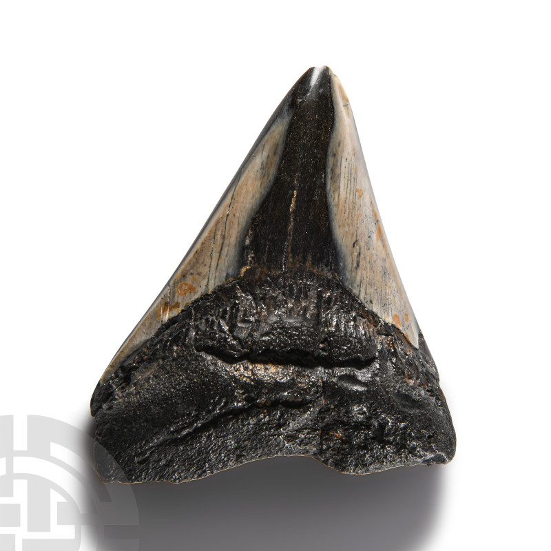 Natural History - Megalodon Giant Shark Fossil Tooth
Lower Palaeolithic Period,...