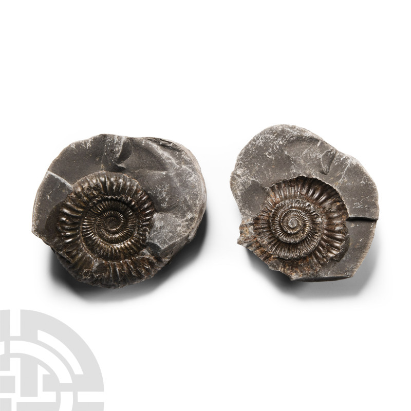 Natural History - Whitby Dac Fossil Ammonite Nodule
Lower Jurassic Period, Toar...