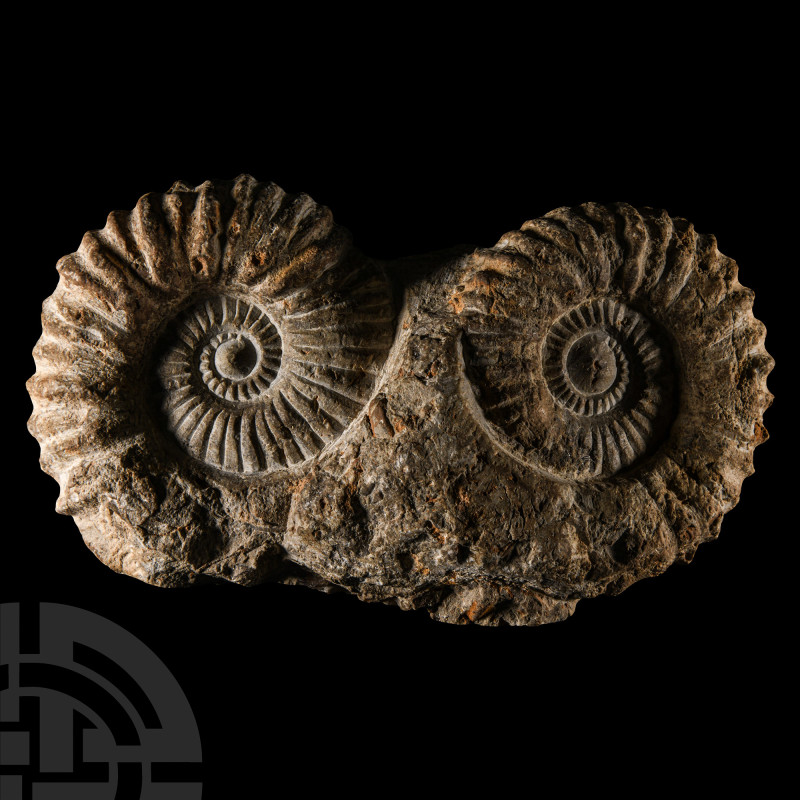 Natural History - Fossil Double Agadir Ammonite
Cretaceous Period, circa 145-66...