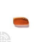 Natural History - Amber with Insect Inclusions