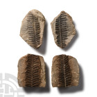Natural History - Fossil Seed Fern Pair Group