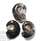 Natural History - Polished Fossil Goniatite Group