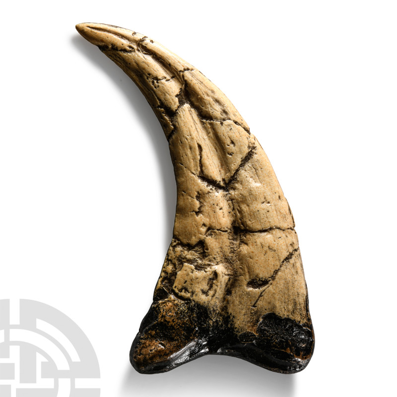 Natural History - Utahraptor Killing Claw Replica
A museum-quality reproduction...