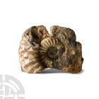 Natural History - British Polished Ammonite Display
