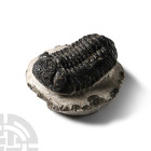 Natural History - Fossil Rana Trilobite