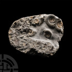 Natural History - Fossil Ammonite Cluster