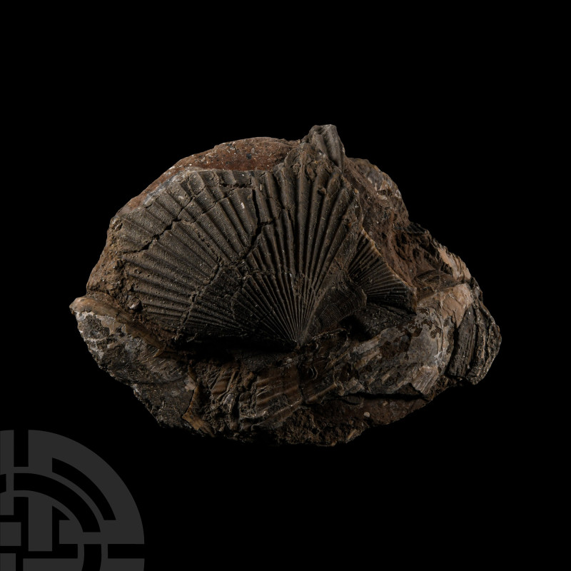 Natural History - British Fossil Scallop
Jurassic Period, circa 165-200 million...