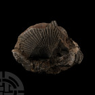 Natural History - British Fossil Scallop