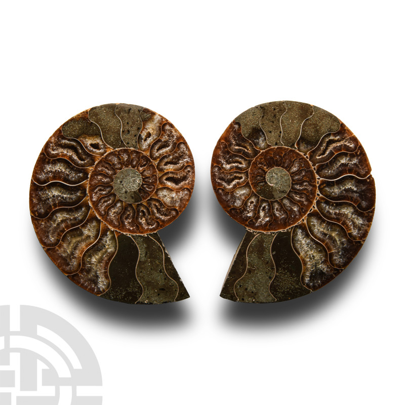 Natural History - Cut and Polished Fossil Ammonite
Middle Cretaceous Period, ci...