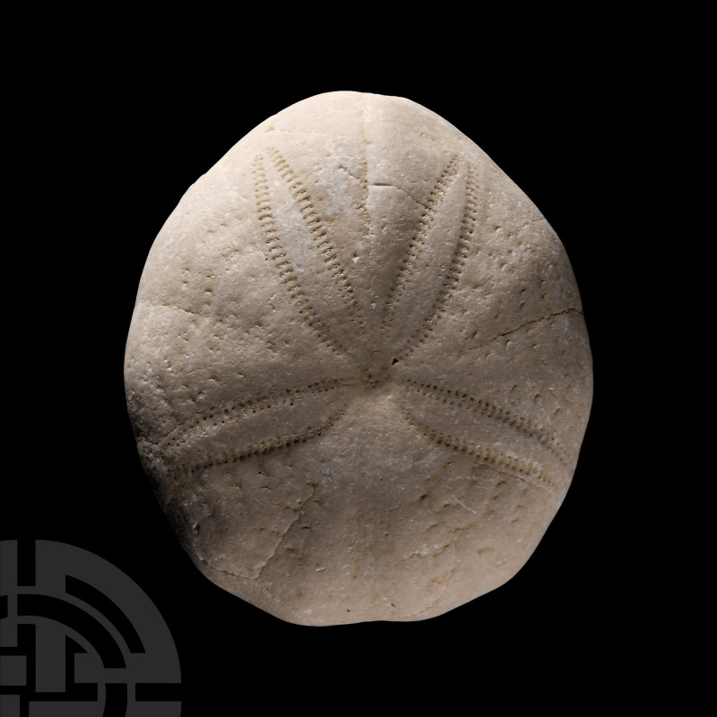 Natural History - Fossil Sea Urchin
Cretaceous Period, circa 100 million years ...