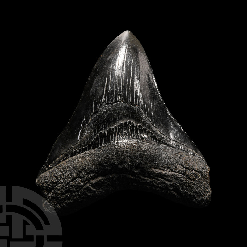 Natural History - Megalodon Giant Shark Fossil Tooth
Pliocene Period, circa 5.2...