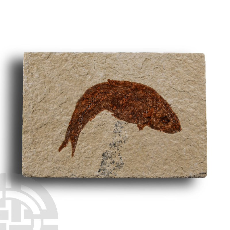 Natural History - Knightia Fossil Fish
Eocene Period, circa 56-33 million years...