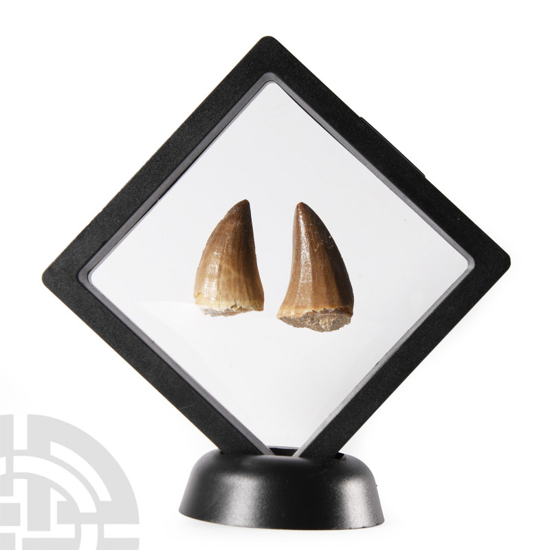 Natural History - Fossil Mosasaur Marine Dinosaur Tooth Display
Cretaceous Peri...