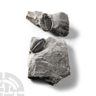 Natural History - Fossil Elrathia Kingii Trilobite Group