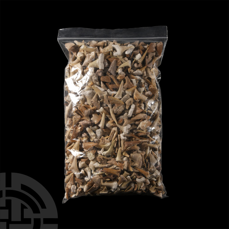 Natural History - Extinct Fossil Shark and Other Tooth Collection
Cretaceous-Eo...