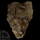 Natural History - 'English' Belemnite Group