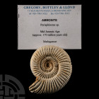 Natural History - Complete Fossil Ammonite