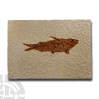 Natural History - Knightia Fossil Fish