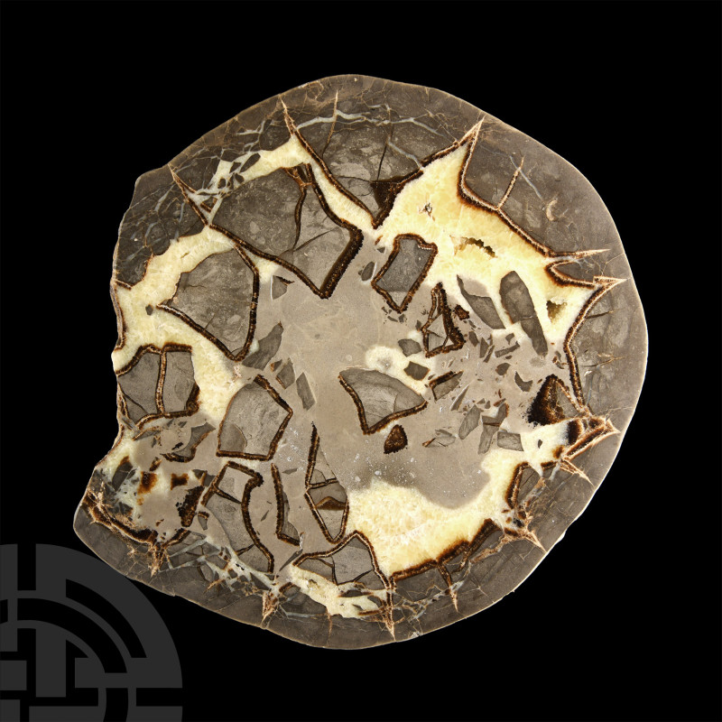 Natural History - Large Cut and Polished Septarian Egg Half
The attractive inte...