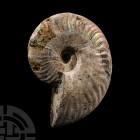 Natural History - Iridescent Fossil Ammonite